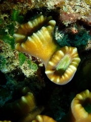 Caulastraea furcata