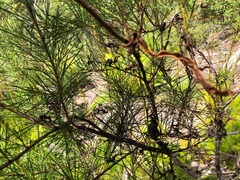Acacia quadrilateralis