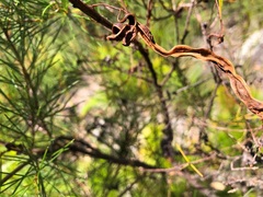 Acacia quadrilateralis