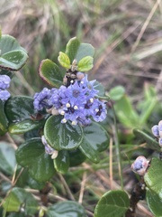 Ceanothus maritimus