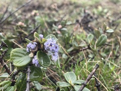 Ceanothus maritimus