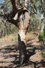 Corymbia eximia