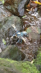Euastacus sulcatus