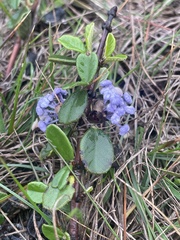 Ceanothus maritimus