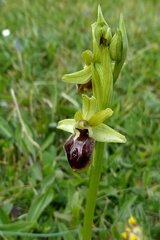 Ophrys sphegodes