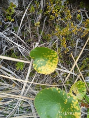 Aecidium ranunculi-lyallii