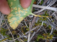 Aecidium ranunculi-lyallii