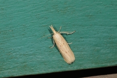 Ematheudes punctella