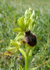 Ophrys sphegodes