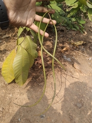 Holarrhena pubescens