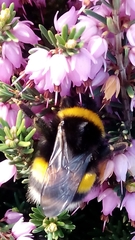 Bombus terrestris