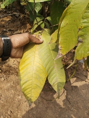 Holarrhena pubescens