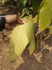 Holarrhena pubescens