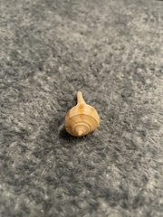 Fulguropsis pyruloides