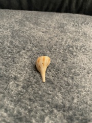 Fulguropsis pyruloides