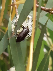 Cucujiformia
