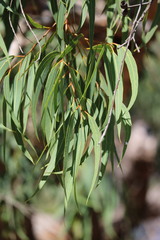 Corymbia eximia