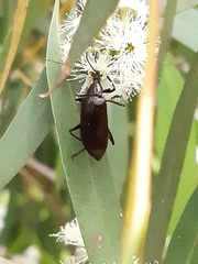 Cucujiformia