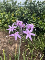 Tulbaghia violacea