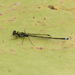 Austrocnemis splendida