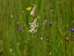 Dipcadi ursulae