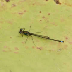 Austrocnemis splendida