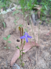 Lobelia gibbosa