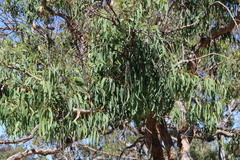 Corymbia eximia
