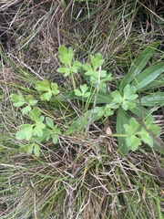 Ranunculus californicus