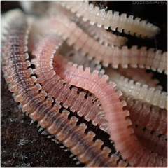 Gosodesmus claremontus