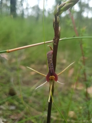Cryptostylis leptochila
