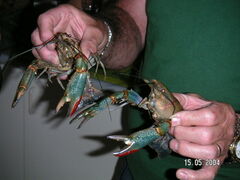 Cherax quadricarinatus