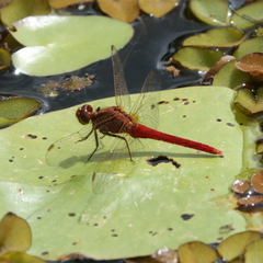 Rhodothemis lieftincki