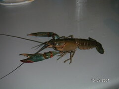 Cherax quadricarinatus