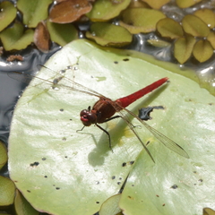 Rhodothemis lieftincki