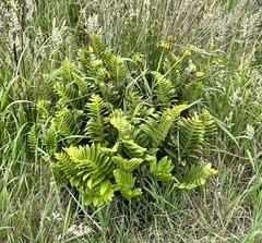 Asplenium obtusatum