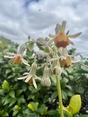 Tulbaghia leucantha