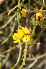 Jacksonia tarinensis