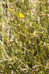 Jacksonia tarinensis