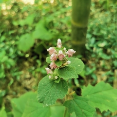 Phlomoides umbrosa