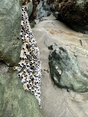 Spirobranchus cariniferus