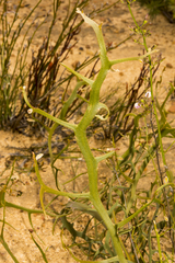 Jacksonia tarinensis