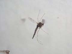 Chironomoidea