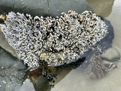 Spirobranchus cariniferus