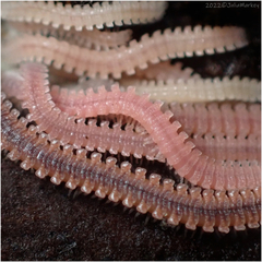 Gosodesmus claremontus