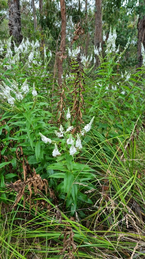 derwent speedwell from Boronia VIC 3155, Australia on December 28, 2022 ...