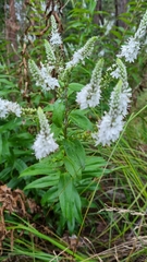 Veronica derwentiana