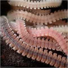 Gosodesmus claremontus