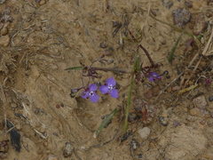 Murdannia pauciflora
