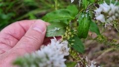 Veronica derwentiana